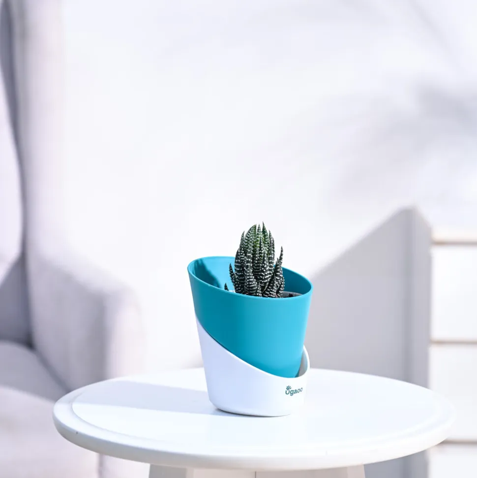 Haworthia Coarctata Plant