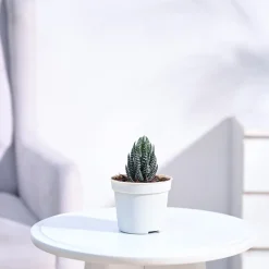 Haworthia Coarctata Plant
