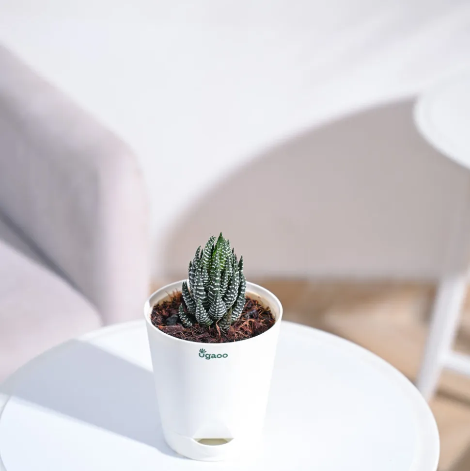 Haworthia Coarctata Plant