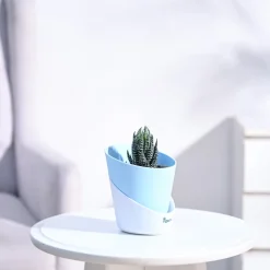 Haworthia Coarctata Plant