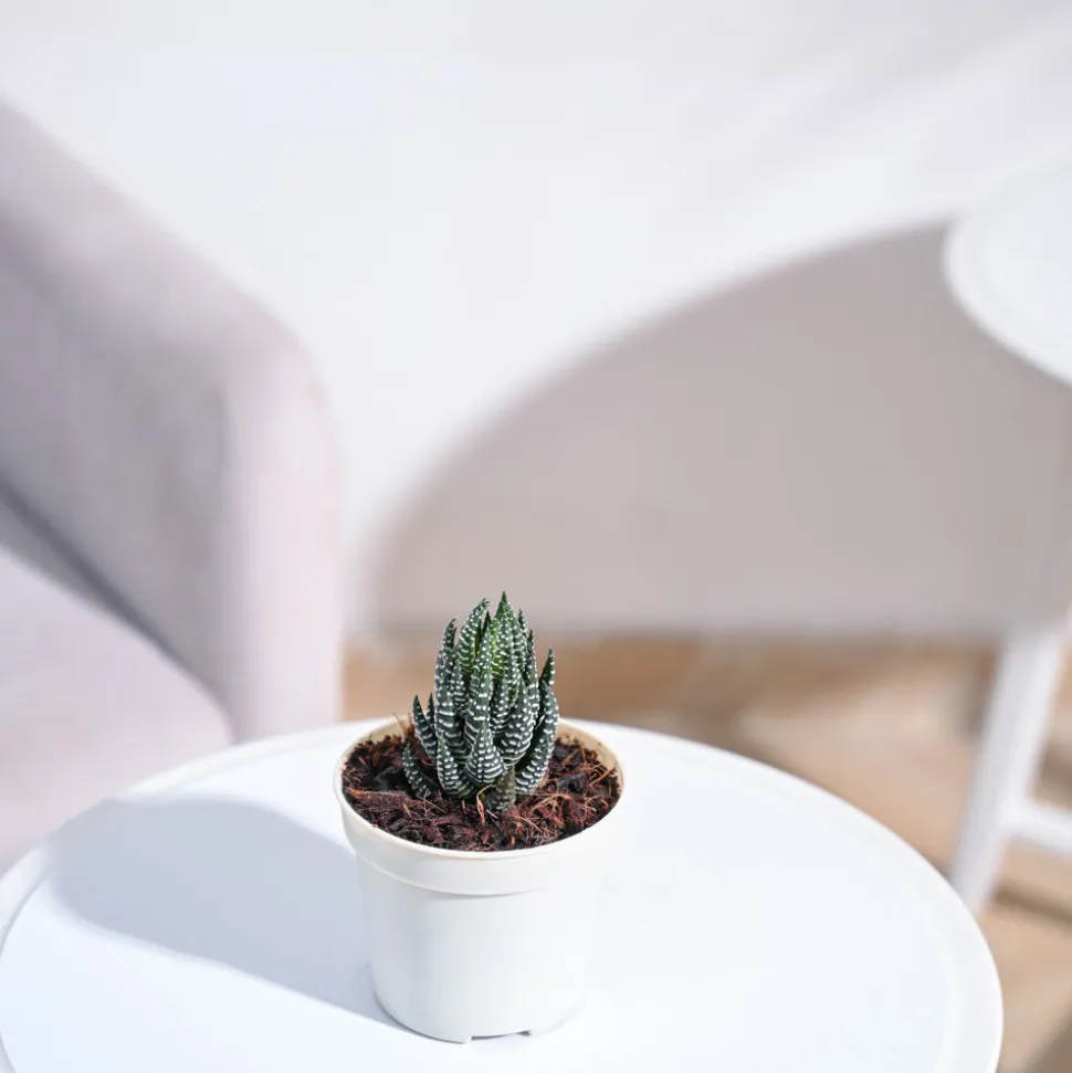 Haworthia Coarctata Plant