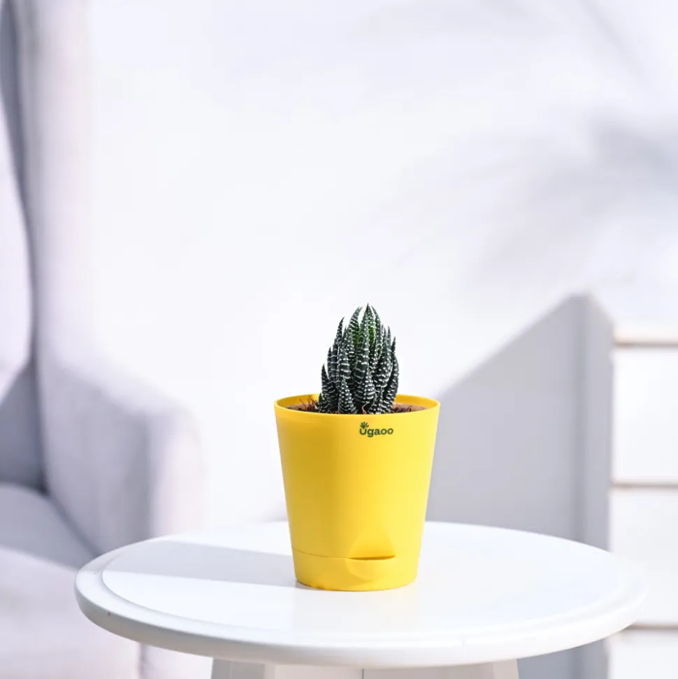Haworthia Coarctata Plant