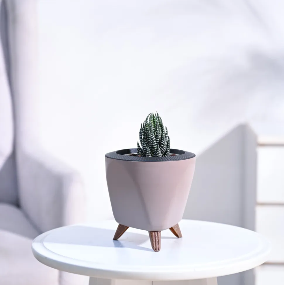Haworthia Coarctata Plant