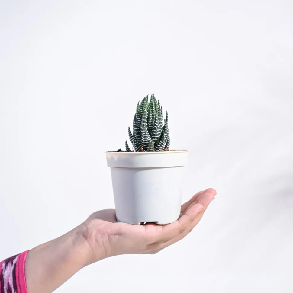 Haworthia Coarctata Plant