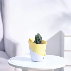 Haworthia Coarctata Plant