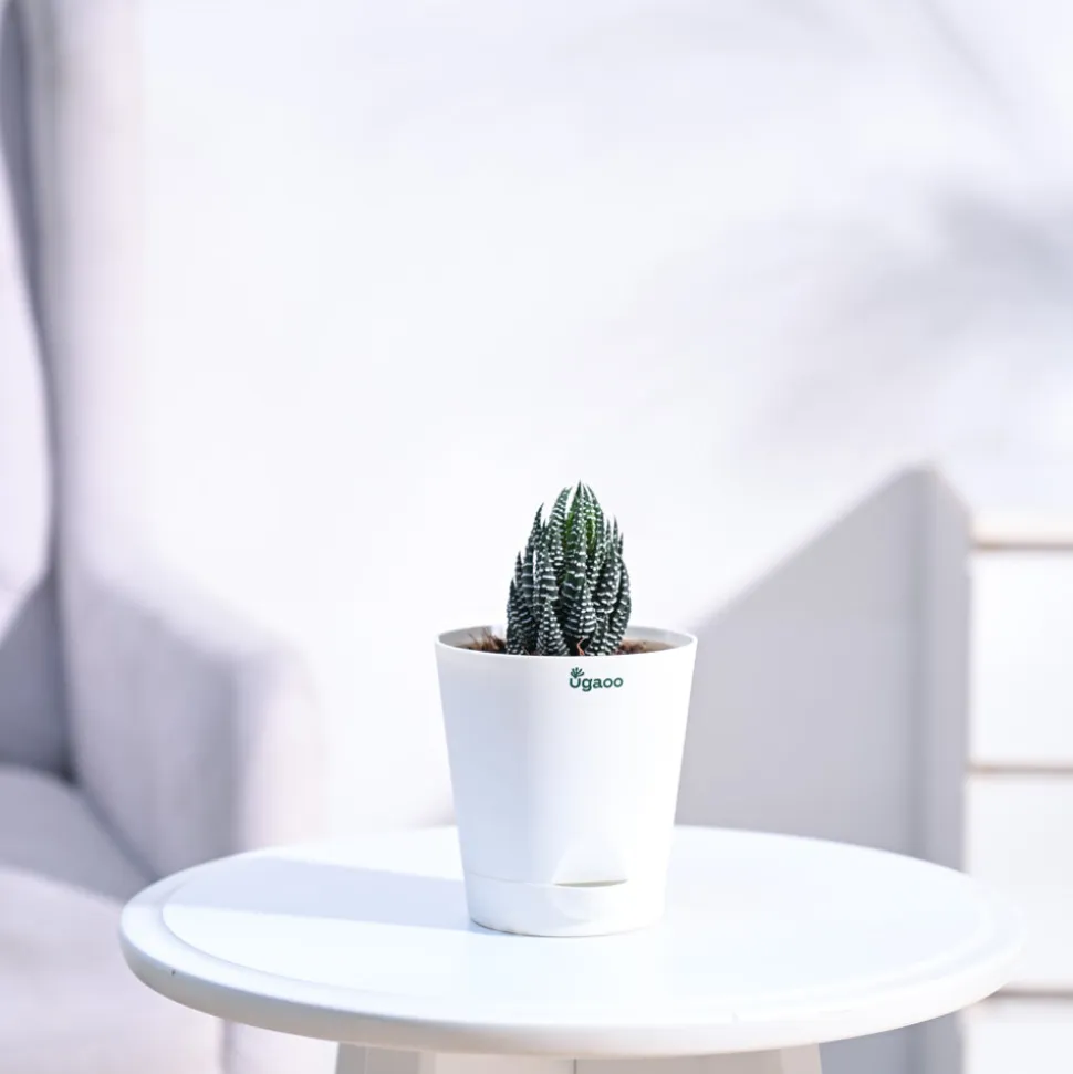 Haworthia Coarctata Plant