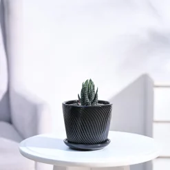Haworthia Coarctata Plant