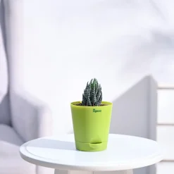 Haworthia Coarctata Plant