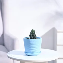 Haworthia Coarctata Plant