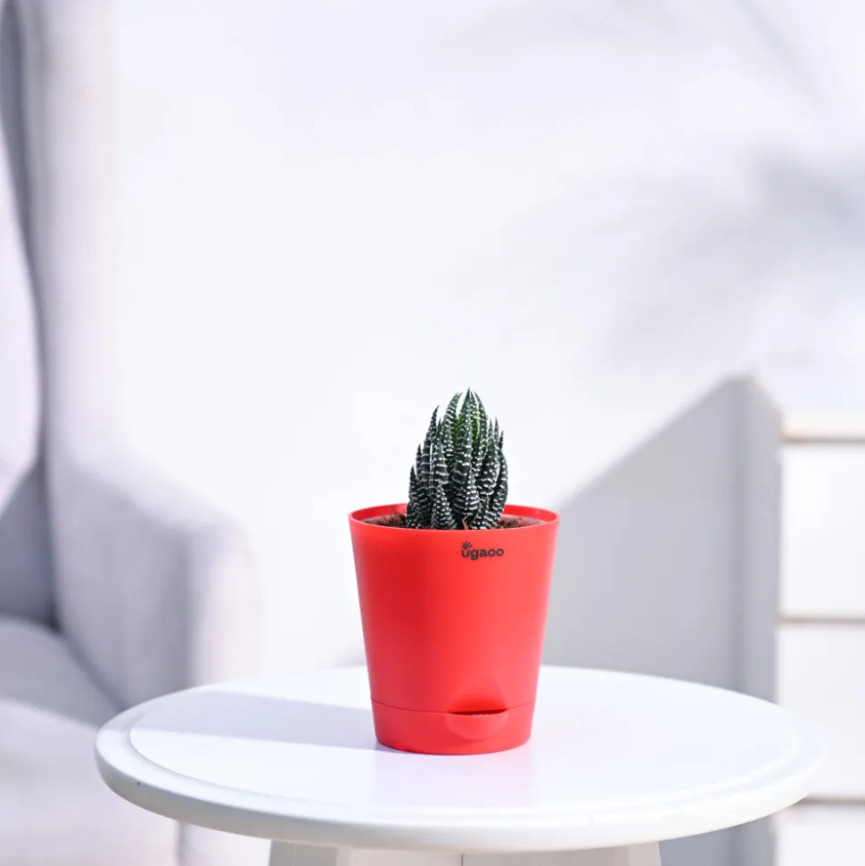 Haworthia Coarctata Plant