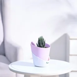 Haworthia Coarctata Plant