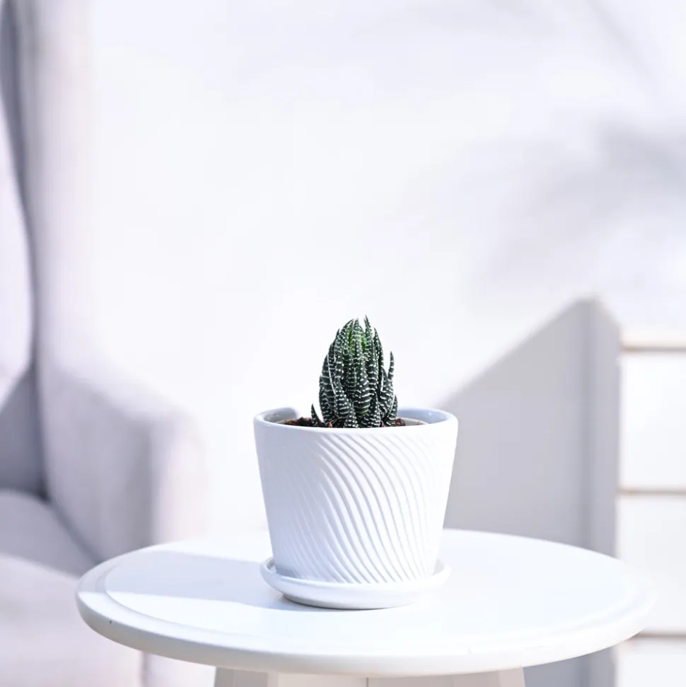Haworthia Coarctata Plant