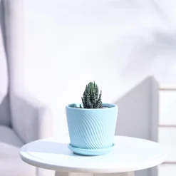 Haworthia Coarctata Plant