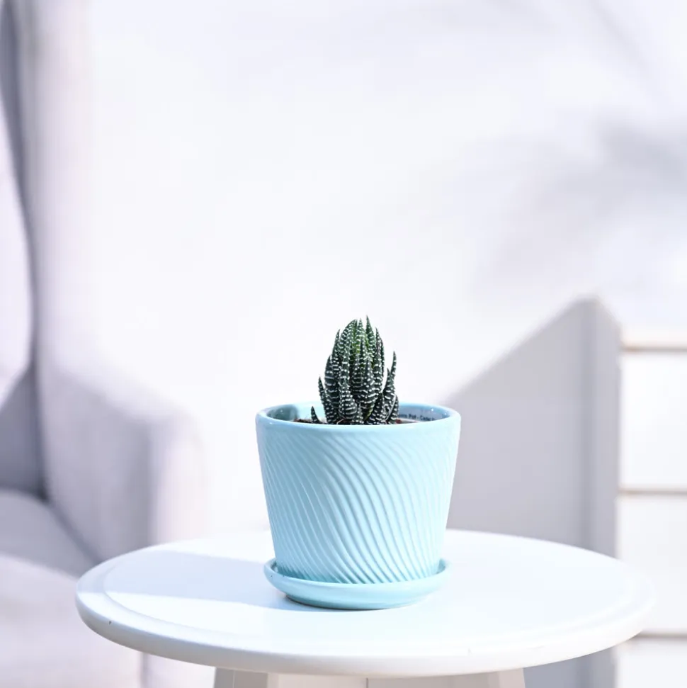 Haworthia Coarctata Plant
