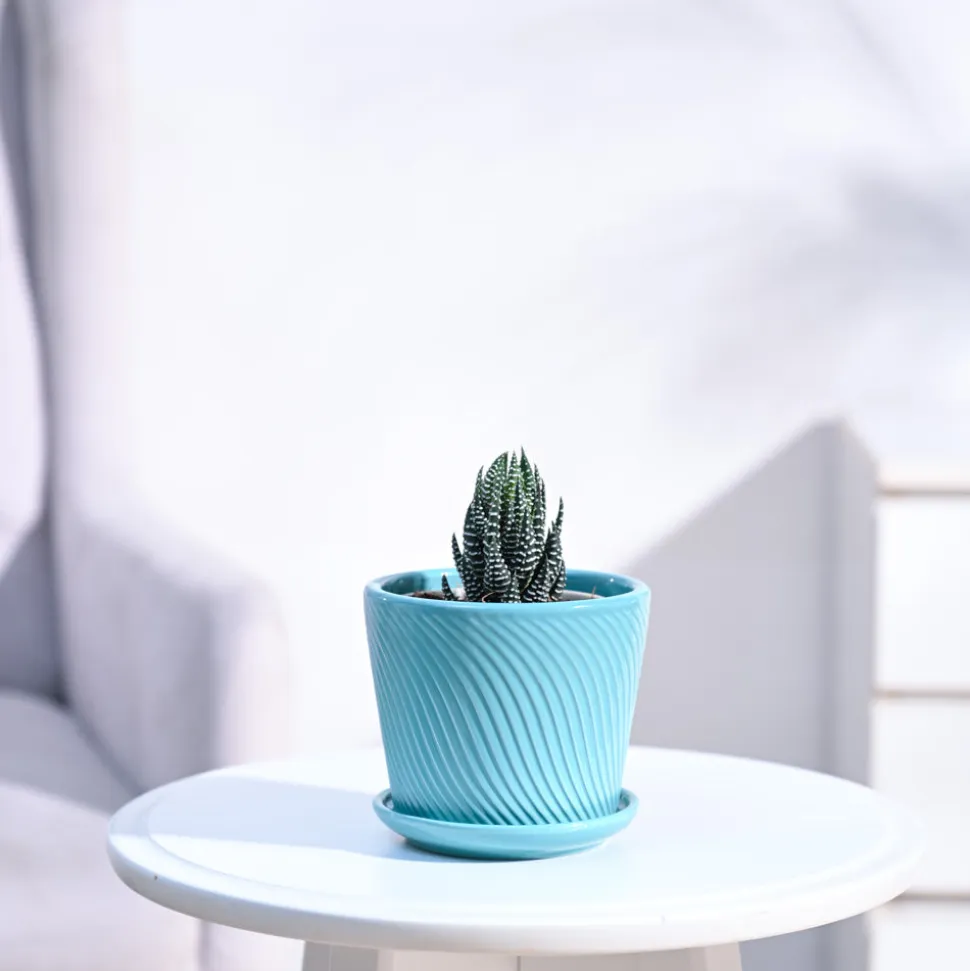 Haworthia Coarctata Plant