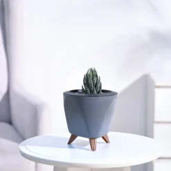 Haworthia Coarctata Plant