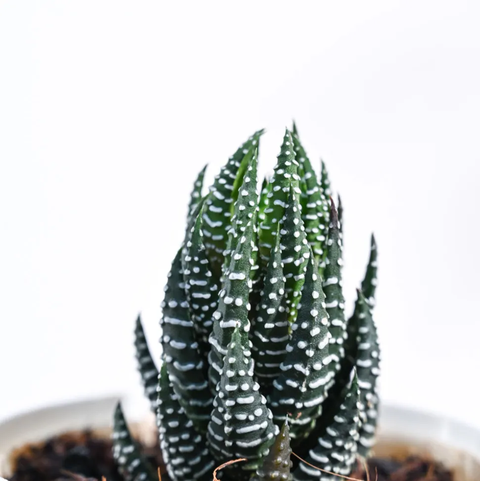 Haworthia Coarctata Plant
