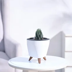 Haworthia Coarctata Plant