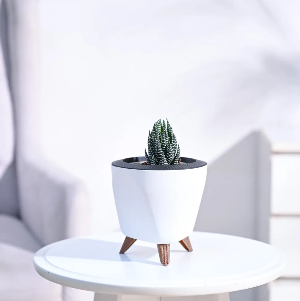 Haworthia Coarctata Plant
