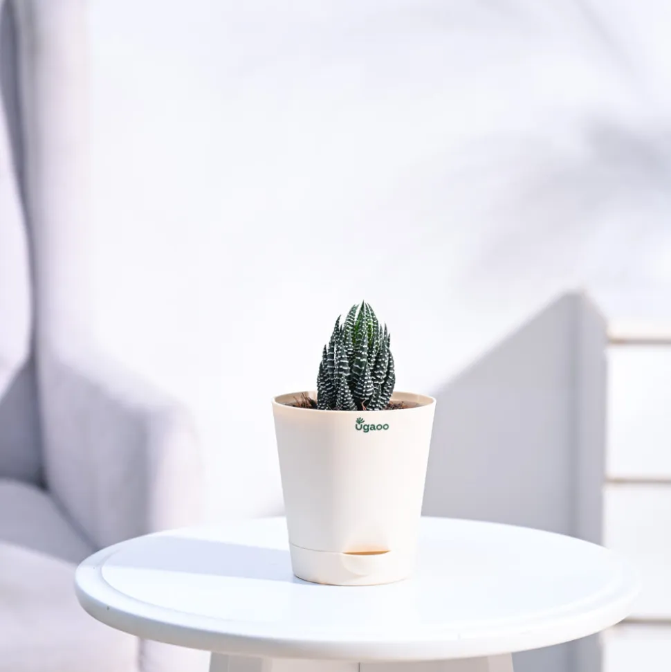 Haworthia Coarctata Plant