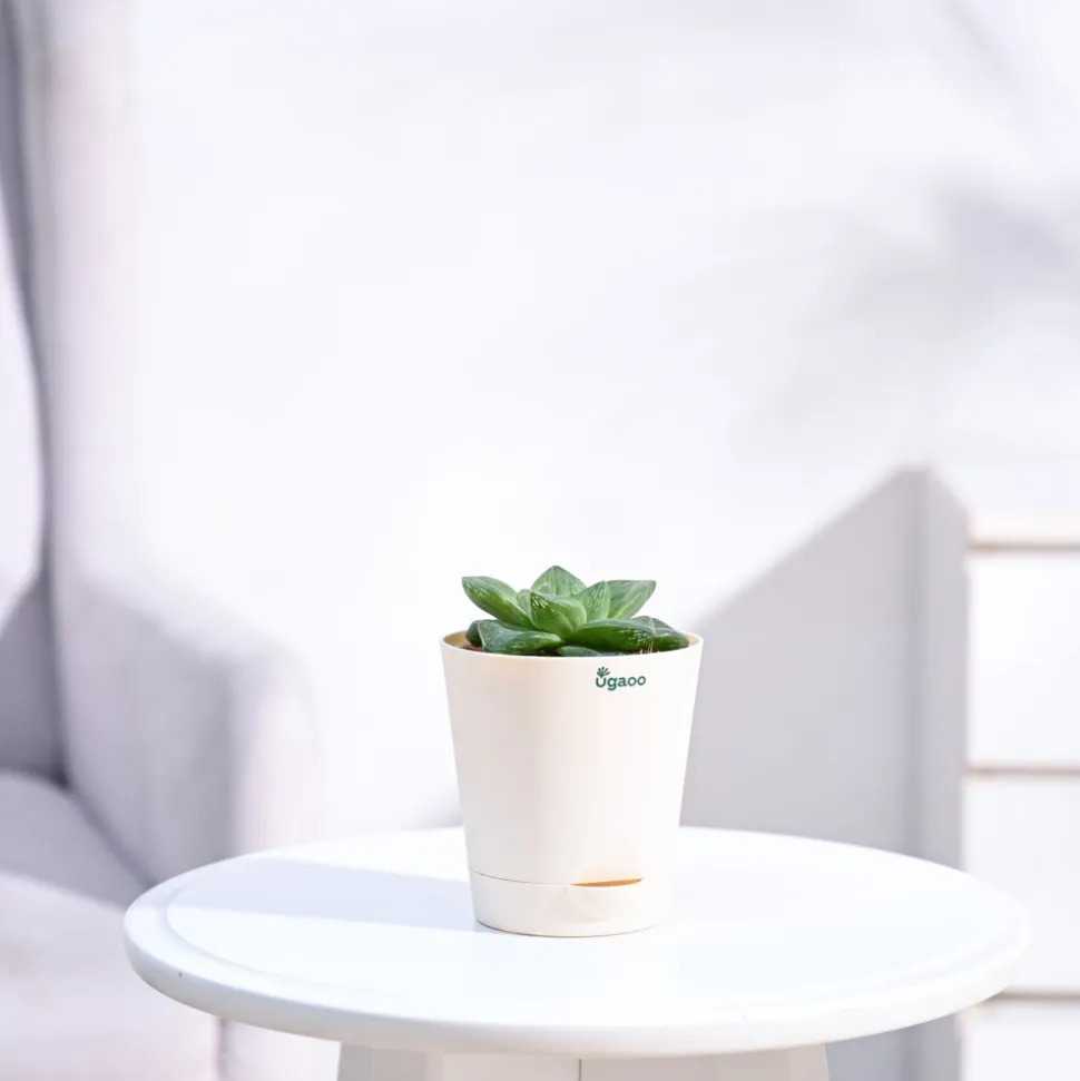 Haworthia Cymbiformis Plant