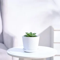 Haworthia Cymbiformis Plant