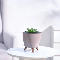 Haworthia Cymbiformis Plant