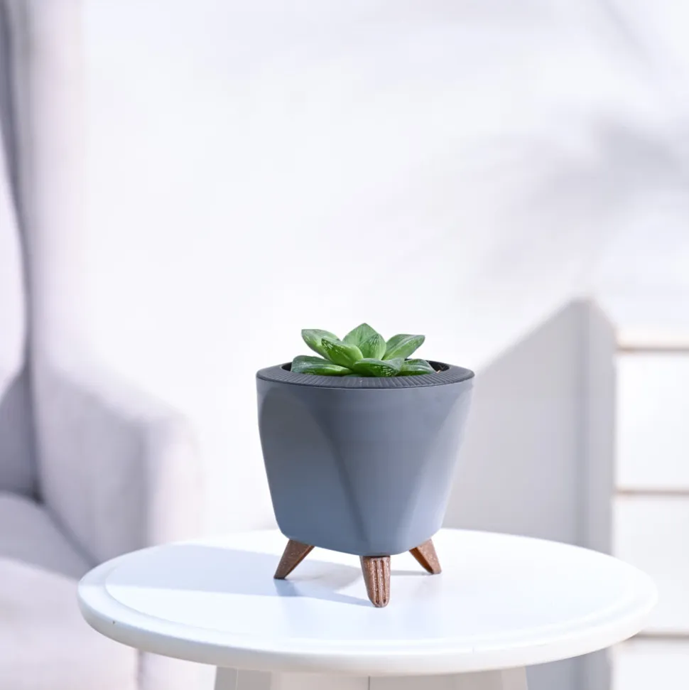 Haworthia Cymbiformis Plant