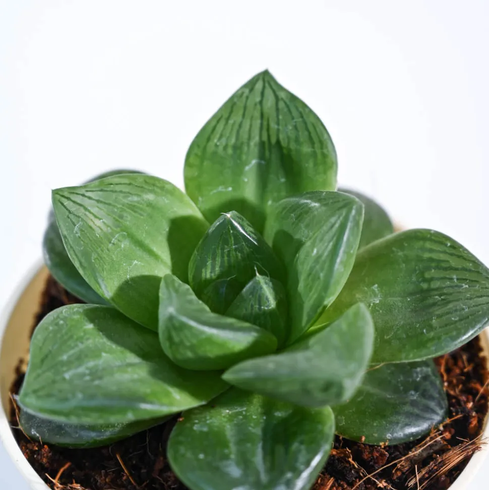Haworthia Cymbiformis Plant