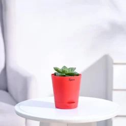 Haworthia Cymbiformis Plant
