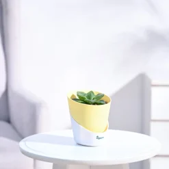 Haworthia Cymbiformis Plant