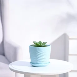 Haworthia Cymbiformis Plant