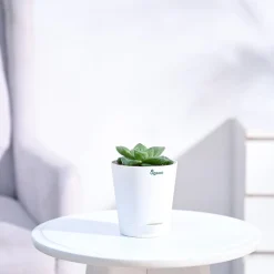 Haworthia Cymbiformis Plant