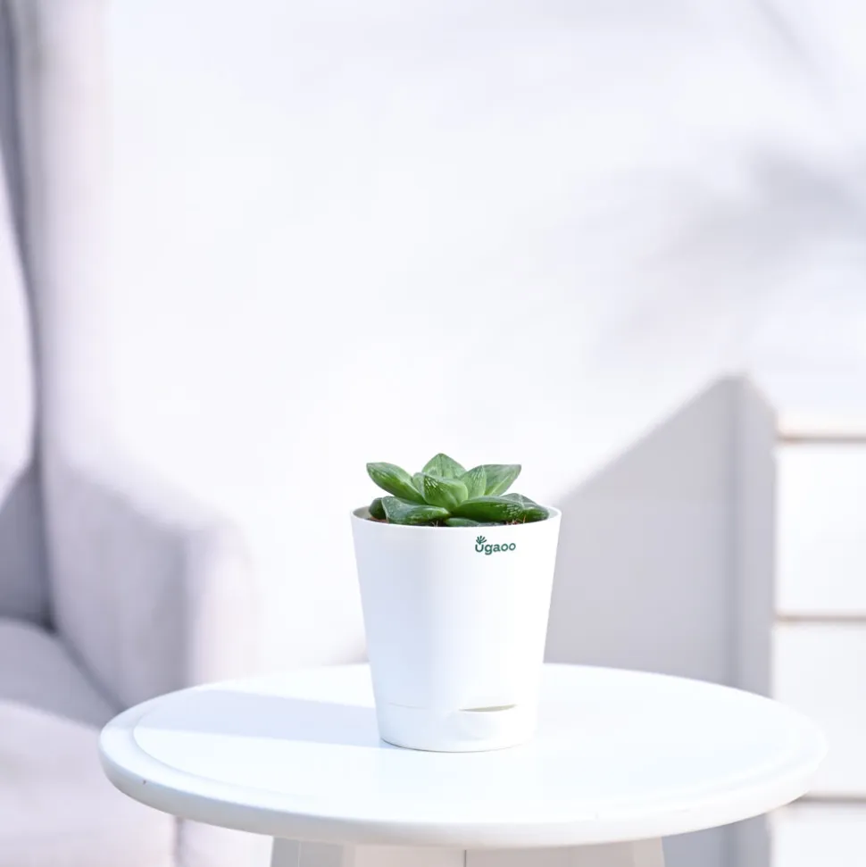 Haworthia Cymbiformis Plant