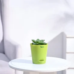 Haworthia Cymbiformis Plant