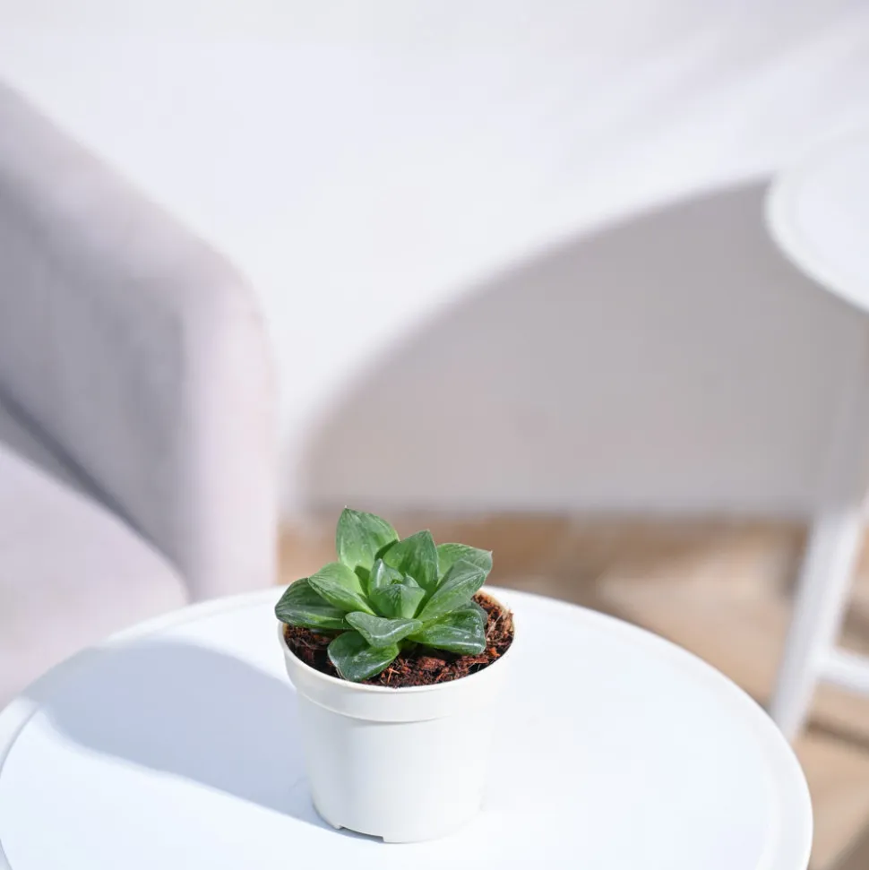 Haworthia Cymbiformis Plant