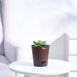 Haworthia Cymbiformis Plant