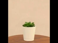 Haworthia Cymbiformis Plant