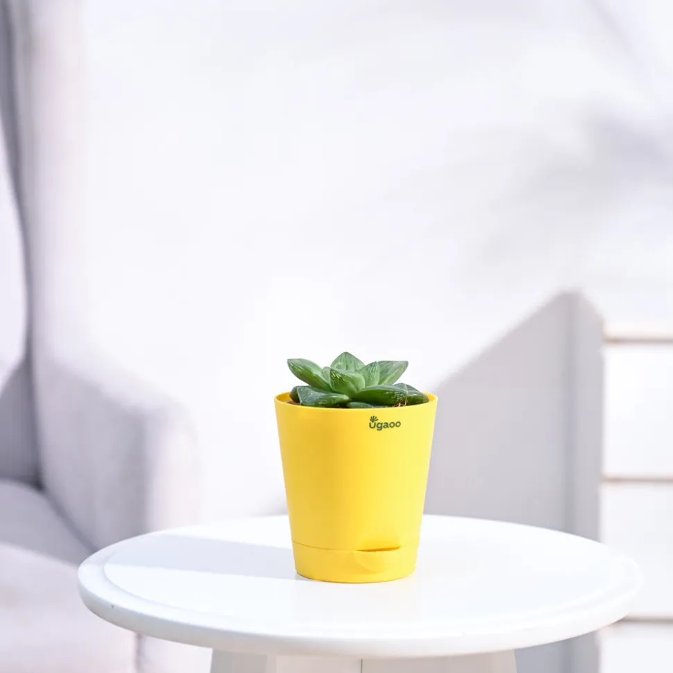 Haworthia Cymbiformis Plant