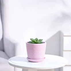 Haworthia Cymbiformis Plant