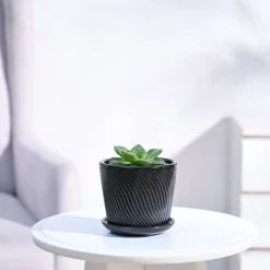 Haworthia Cymbiformis Plant