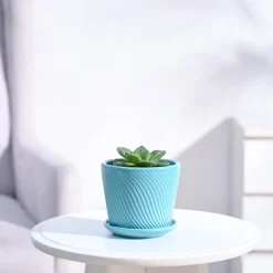 Haworthia Cymbiformis Plant