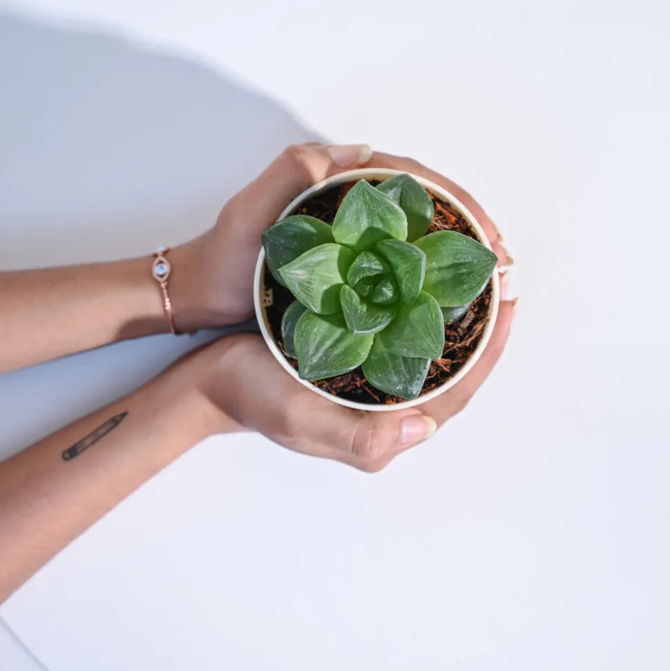 Haworthia Cymbiformis Plant