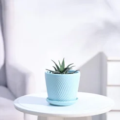Haworthia Fasciata Plant