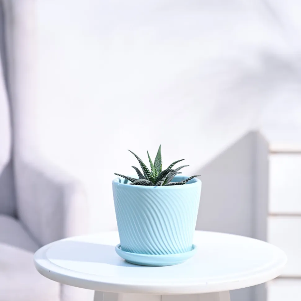 Haworthia Fasciata Plant
