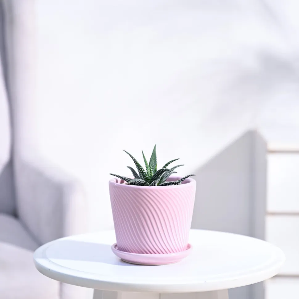 Haworthia Fasciata Plant