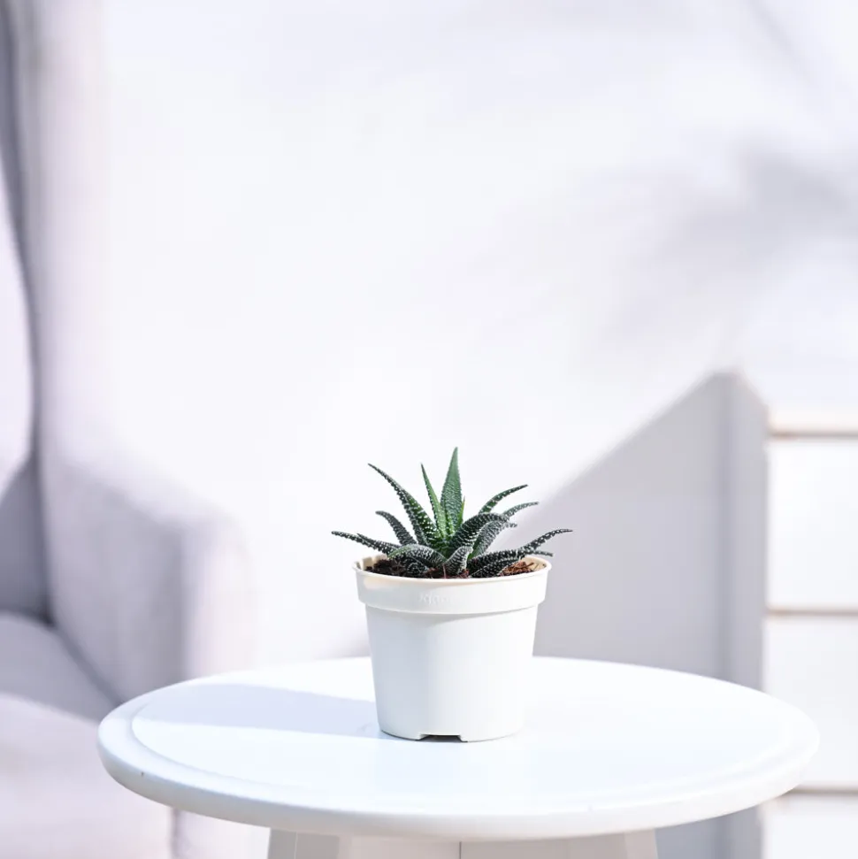 Haworthia Fasciata Plant