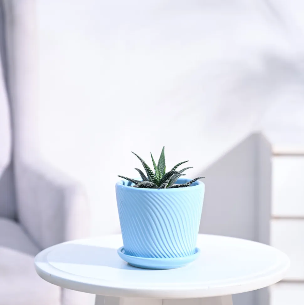 Haworthia Fasciata Plant