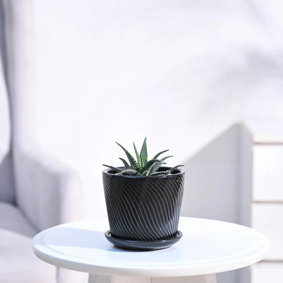 Haworthia Fasciata Plant