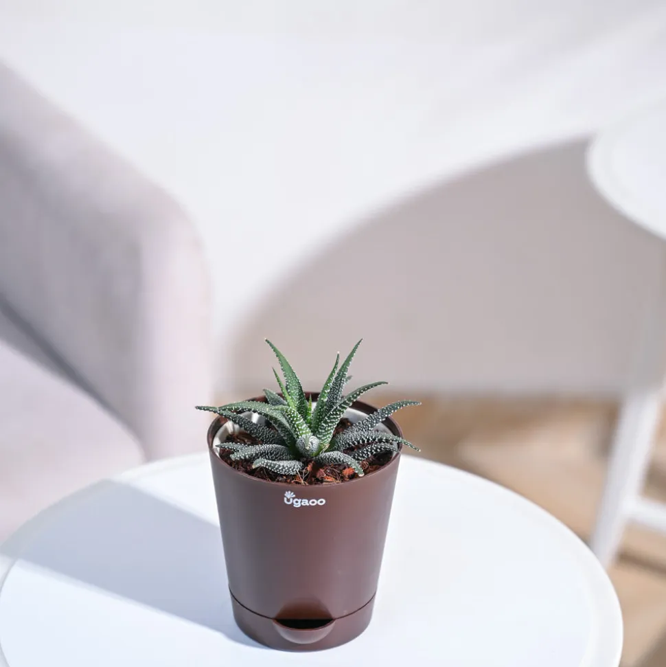 Haworthia Fasciata Plant